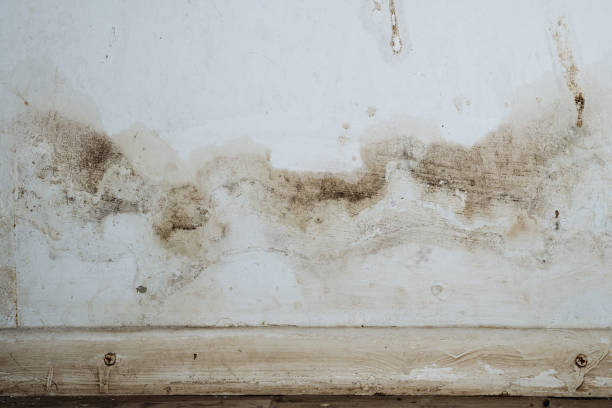 Mold Documentation for Insurance Claims